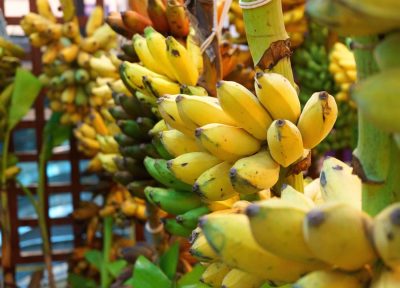 Pisang kelat keling antara pisang paling sedap digoreng, ikuti 5 jenis ...